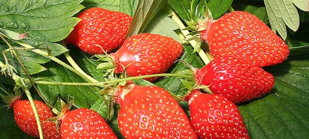 Producteurs de fraises et fruits rouges france dordogne-périgord