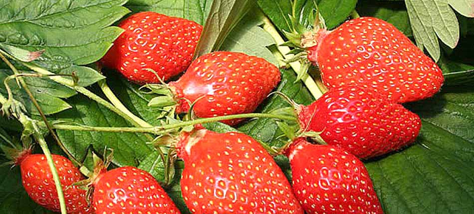 Producteurs de fraises et fruits rouges france dordogne-périgord