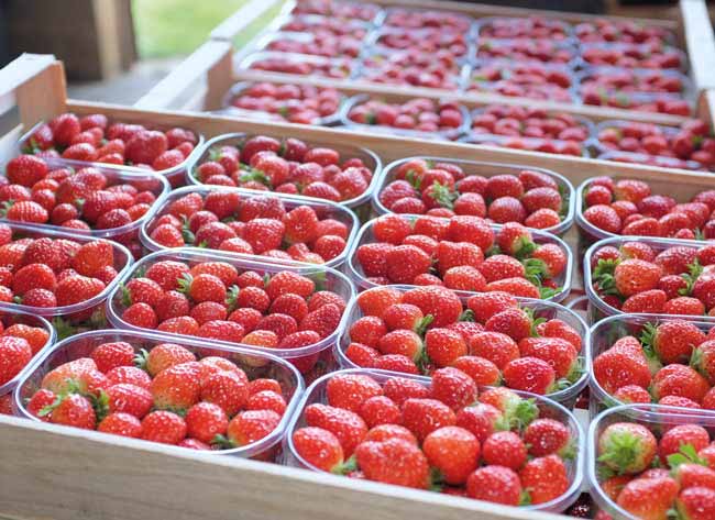 Fraise-Producteurs-Dordogne-Perigord-Delices-Mady Producteurs de fraises et fruits rouges france dordogne-périgord