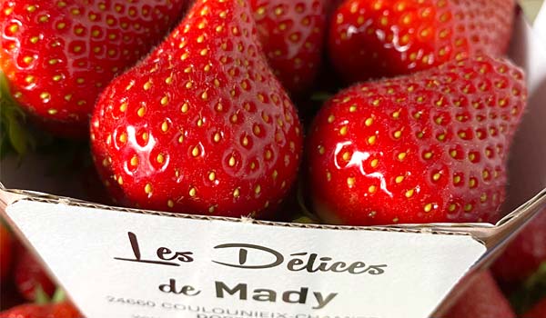 Producteurs de fraises et fruits rouges france dordogne-périgord
