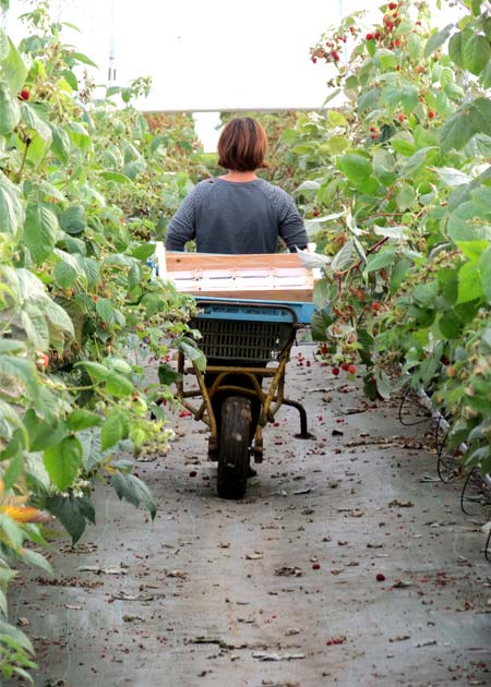 Producteurs de fraises et fruits rouges france dordogne-périgord