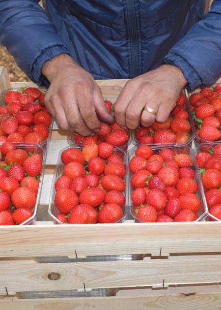 Producteurs de fraises et fruits rouges france dordogne-périgord