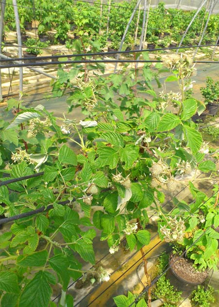 Producteurs de fraises et fruits rouges france dordogne-périgord