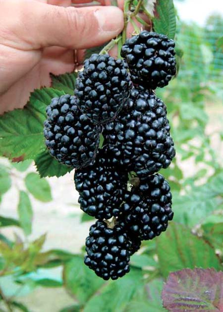 Producteurs de fraises et fruits rouges france dordogne-périgord